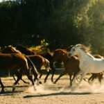 How to Choose the Right Horse for Racing