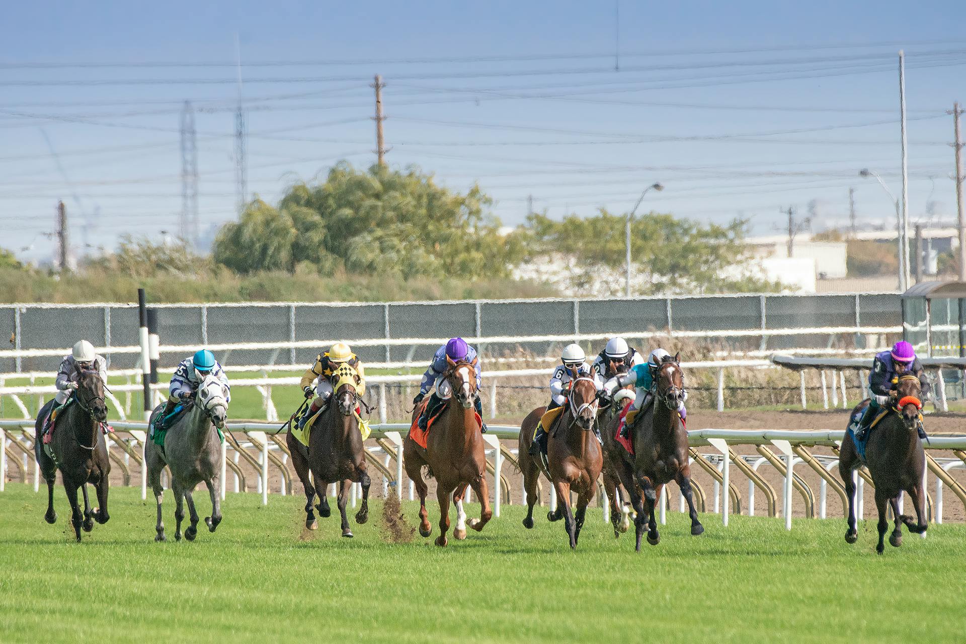 Read more about the article The Thrills of Thoroughbred Racing: What You Need to Know